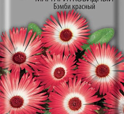 Доротеантус маргаритковидный Бэмби красный