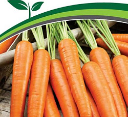 Морковь Дарина