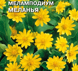 Меламподиум Меланья