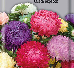 Астра Фламир Смесь окрасок (шаровидная)