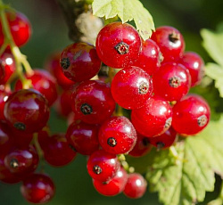 Смородина красная (перспективная) - Сахарная