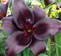 Лилия (азиатская) - Найт Райдер