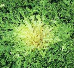 Эндивий Весенний