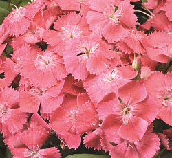 Гвоздика турецкая Лососевая