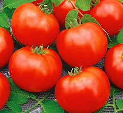 Томат Самородок F1