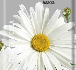 Ромашка (нивяник) Крупный Аляска