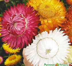 Гелихризум Русский размер