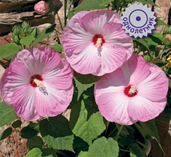 Гибискус Ханимун Лайт Роуз