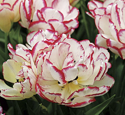 Тюльпан (Многоцветковый) - Белиция