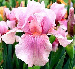 Ирис (бородатый) - Блашинг Пинк