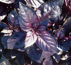 Базилик Рози