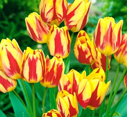 Тюльпан (Многоцветковый) - Колор Спектакл