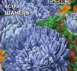 Астра Шанель (пионовидная)