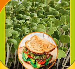 Микрозелень Капуста японская микс