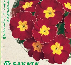 Примула Данова вишневая F1