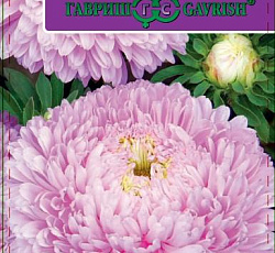 Астра Хризантелла Розовый восторг