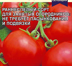 Томат Спиридон