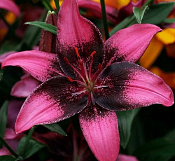 Лилия (азиатская танго) - Пёпл Дрим