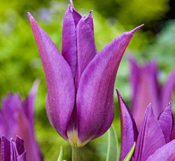 Тюльпан (Лилиецветный) - Пёпл Дрим