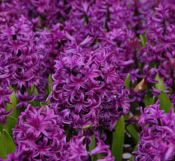 Гиацинт (садовый) - Мисс Сайгон