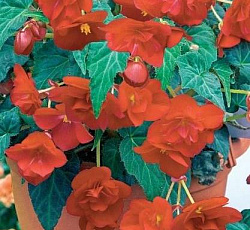 Бегония ампельная Кармен F1