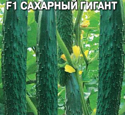 Огурец Сахарный гигант F1 семена - низкая цена, описание, отзывы, продажа