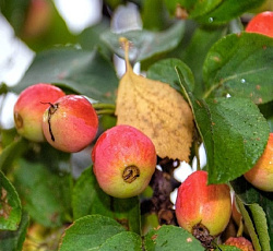 Яблоня манчжурская Дарьюшка