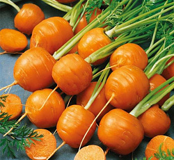 Морковь Полярная клюква
