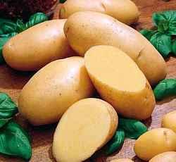 Картофель Лидер