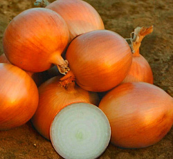 Лук репчатый Спэниш Медальон F1