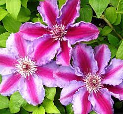 Клематис (крупноцветковый) - Доктор Раппел