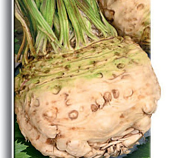 Сельдерей корневой Грибовский семена - низкая цена, описание, отзывы,продажа