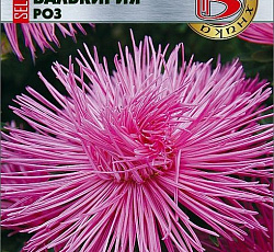 Астра китайская Валькирия селект Роз