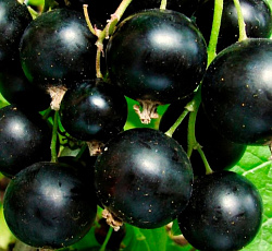 Смородина черная (традиционная) - Ленинградский великан