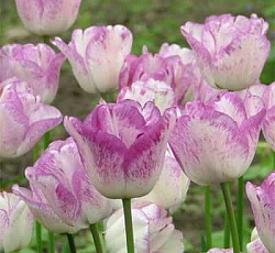 Тюльпан (Триумф) - Ширли