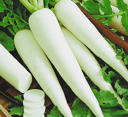 Дайкон (редька) Клык слона
