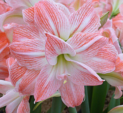 Амариллис (махровый) - Джайант Амадей (Люкс)