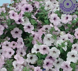 Петуния каскадная Тайдал Вейв Сильвер
