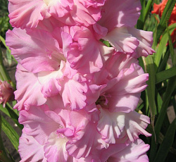 Гладиолус (Российская селекция) - Небоскрёб