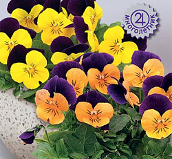 Фиалка рогатая Эдмаер Джелли Микс