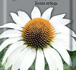 Рудбекия Пурпурная Белая лебедь