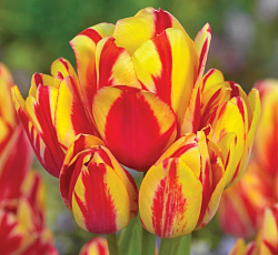 Тюльпан (Многоцветковый) - Уандер Клаб