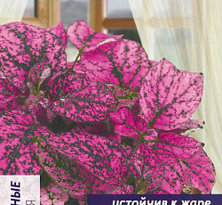 Гипоэстес Сплеш селект Роуз