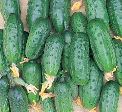 Огурец Сударыня