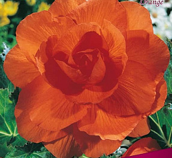 Бегония (махровая) - Ориндж