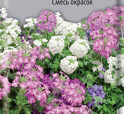 Вербена тонкорассеченная Смесь окрасок