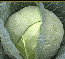 Капуста белокочанная Застольный F1