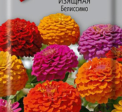 Цинния изящная Белиссимо