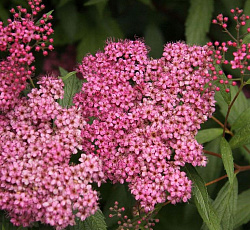 Спирея (японская) - Фробели