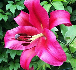 Лилия (ОТ-гибрид) - Палаццо